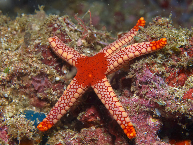Starfish, Nudibranch City